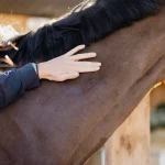 Bacticrin application sur un cheval - ESC Laboratoire